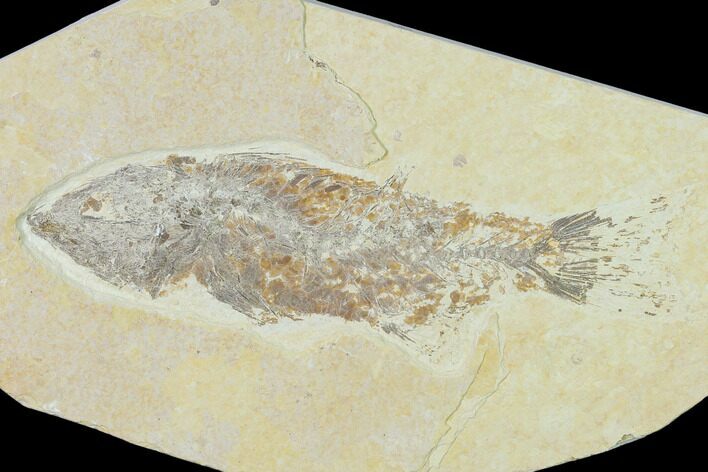 Bargain, Fossil Fish (Mioplosus) - Wyoming #138721